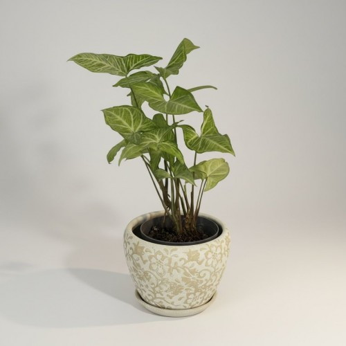 Özel Saksılı Singonyum